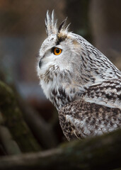 Eurasian eagle owl