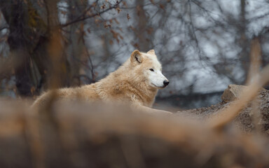 Arctic wolf