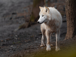Arctic wolf