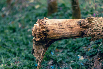 stump in the forest