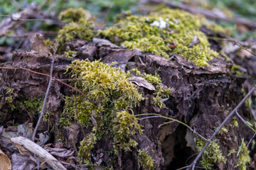 moss on the tree
