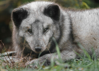 Arctic fox