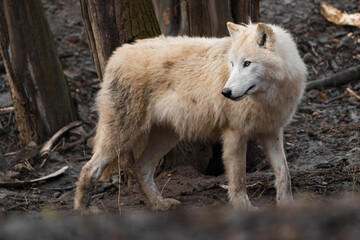 Obraz na płótnie Canvas Arctic wolf