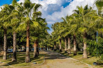 Fototapeta premium Palm trees alley in the park in Side. Antalya, Turkey