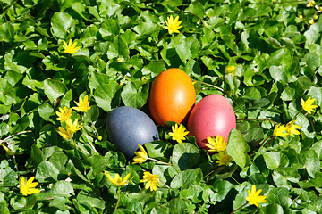 Ostereiernest im Blütenmeer