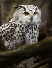 Eurasian eagle owl