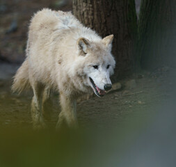 Arctic wolf
