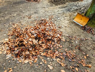 A pile of fallen leaves with a shovel in the forest