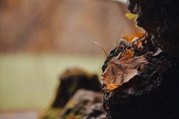 Leaf on a the Rock