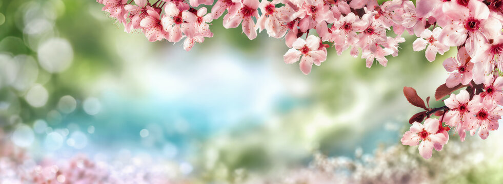 Spring backdrop with pink cherry blossoms framing beautiful bokeh nature background with green and blue tones, wide format