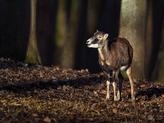 Mouflon