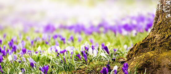 a sun lit up spring meadow flowers panorama with a tree