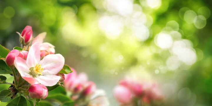 Beautiful spring scene with pink blossoms in the foreground and bokeh background of vibrant green foliage and sunlight 