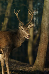 Red deer