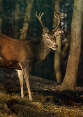 Red deer