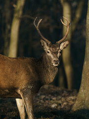 Red deer