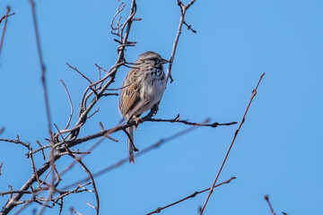 A song sparrow perching on tree branch.