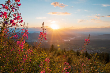Pinke Schmalblättriges Weidenröschen Blumen bei Sonnenuntergang mit Blick auf Tal und Berge - obrazy, fototapety, plakaty
