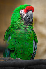 Mexican military macaw