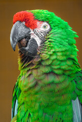 Mexican military macaw