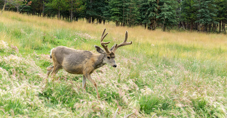 Deer in Canadian Nature during colorful Fall Season. Yukon, Canada.
