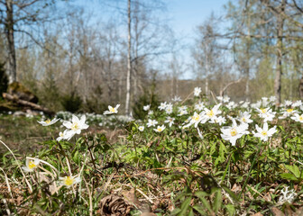 wood anemone spring flowers in the forest