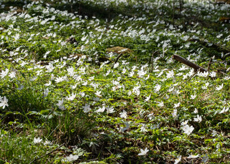 wood anemone spring flowers in the forest