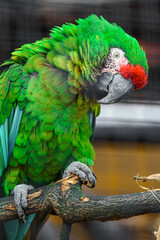 Mexican military macaw