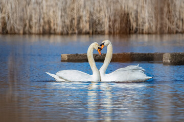 Mute Swans in heart-shaped mating ritual.