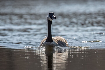 Canada goose swimming and vocalizing.