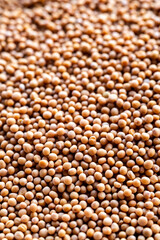 closeup of mustard seeds