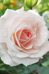 The rose flower. Gardening. A flowering plant. Congratulations