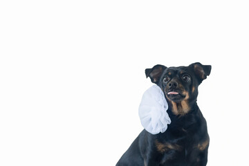 Dog. A terrier. Thoroughbred dog on a white background. Holidays and events. Animal themes