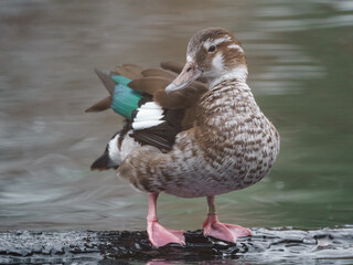 Ringed Teal
