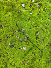 Closeup of soil covered with green moss with selective focus on foreground