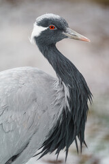 Demoiselle Crane