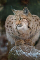 Eurasian lynx