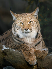 Eurasian lynx