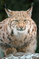 Naklejka na ściany i meble Eurasian lynx