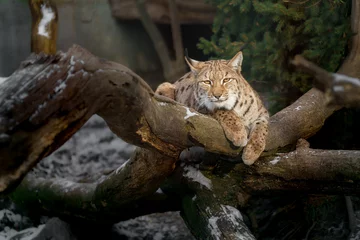 Rolgordijnen Eurasian lynx © Josef