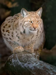 Fotobehang Eurasian lynx © Josef