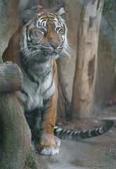 Sumatran tiger