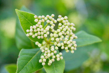 closeup of closed flowers of Viburnum nudum,
  Adoxaceae family, macro photo