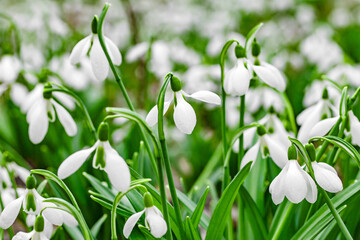 Obraz na płótnie Canvas Snowdrops flowers close-up side view, selective focus