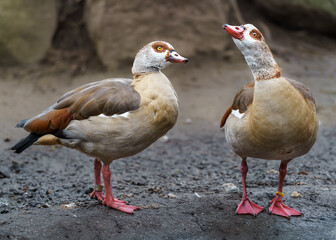 Egyptian goose