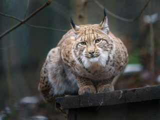 Eurasian lynx