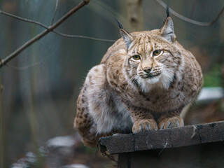 Eurasian lynx