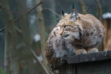 Eurasian lynx © Josef