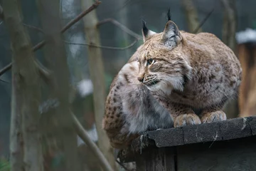 Foto op Aluminium Eurasian lynx © Josef