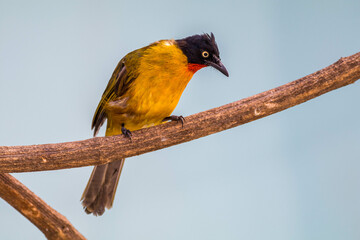The ruby-throated bulbul (Rubigula dispar), or yellow bulbul